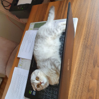 Scottish Fold, Kedi  ÇAKIL fotoğrafı