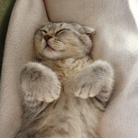 Scottish Fold, Kedi  ÇAKIL fotoğrafı