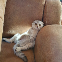 Scottish Fold, Kedi  ÇAKIL fotoğrafı