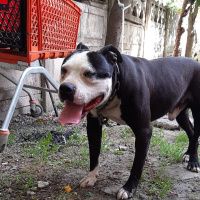 Amerikan Pitbull Terrier, Köpek  Ares fotoğrafı