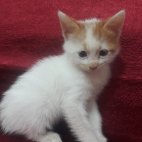 Tekir Kedi, Kedi  Tekir fotoğrafı