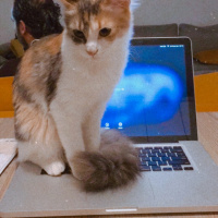 Tekir Kedi, Kedi  Lisa fotoğrafı