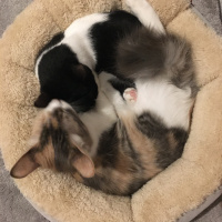 Tekir Kedi, Kedi  Lisa fotoğrafı