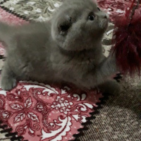 Scottish Fold, Kedi  Boncuk fotoğrafı