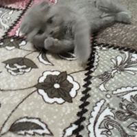 Scottish Fold, Kedi  Boncuk fotoğrafı