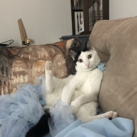Tuxedo (Smokin) Kedi, Kedi  Pakize fotoğrafı