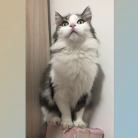Ragamuffin, Kedi  Prenses fotoğrafı
