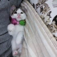 Tekir Kedi, Kedi  ŞANS fotoğrafı