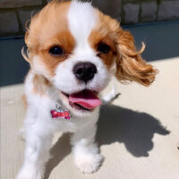 Cavalier King Charles Spanieli, Köpek  bella'm fotoğrafı