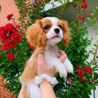 Cavalier King Charles Spanieli, Köpek  bella'm fotoğrafı