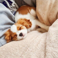 Cavalier King Charles Spanieli, Köpek  bella'm fotoğrafı