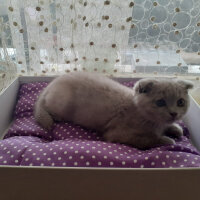 Scottish Fold, Kedi  Bülent fotoğrafı