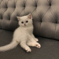 British Shorthair, Kedi  Şeker fotoğrafı