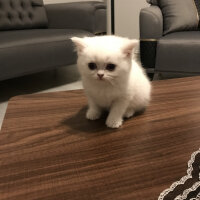 British Shorthair, Kedi  Şeker fotoğrafı