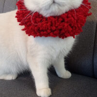 British Shorthair, Kedi  Şeker fotoğrafı