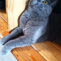 British Shorthair, Kedi  Pafi fotoğrafı