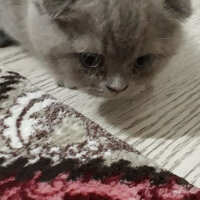 Scottish Fold, Kedi  Boncuk fotoğrafı