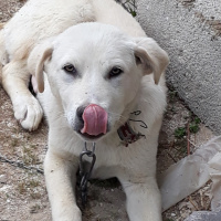 Golden Retriever, Köpek  PAŞA fotoğrafı