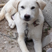 Golden Retriever, Köpek  PAŞA fotoğrafı