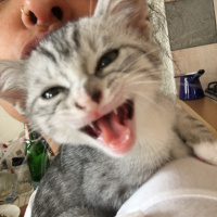 Tekir Kedi, Kedi  Miuv fotoğrafı