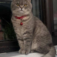 British Shorthair, Kedi  Badem fotoğrafı