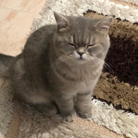 British Shorthair, Kedi  Badem fotoğrafı