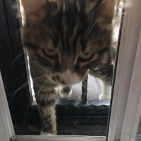 Tekir Kedi, Kedi  Çakal Carlos fotoğrafı
