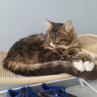 Tekir Kedi, Kedi  Çakal Carlos fotoğrafı