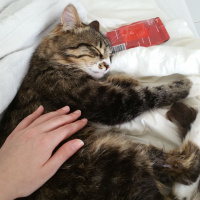 Tekir Kedi, Kedi  Çakal Carlos fotoğrafı