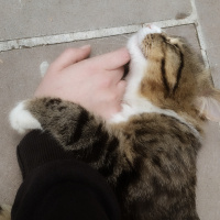 Tekir Kedi, Kedi  Çakal Carlos fotoğrafı