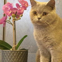 British Shorthair, Kedi  Ichi fotoğrafı