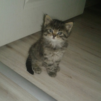 İran Kedisi (Persian), Kedi  Duman fotoğrafı