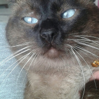 Siyam Kedisi, Kedi  Cesur fotoğrafı