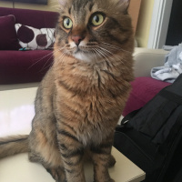 Somali, Kedi  Çakır fotoğrafı