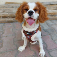 Cavalier King Charles Spanieli, Köpek  Arthur fotoğrafı