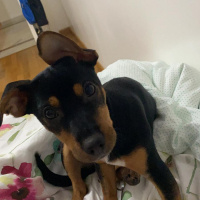 Doberman Pinscher, Köpek  Alice fotoğrafı