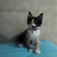 Tekir Kedi, Kedi  Mia fotoğrafı