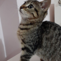 Tekir Kedi, Kedi  Sansli fotoğrafı