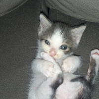 Tekir Kedi, Kedi  Pamuk fotoğrafı