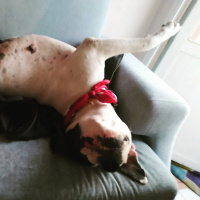 Dogo Arjantin, Köpek  Asya fotoğrafı