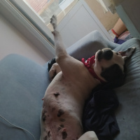 Dogo Arjantin, Köpek  Asya fotoğrafı