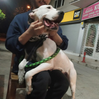 Dogo Arjantin, Köpek  Asya fotoğrafı