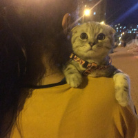 Scottish Fold, Kedi  Hera fotoğrafı