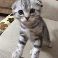 Scottish Fold, Kedi  Hera fotoğrafı