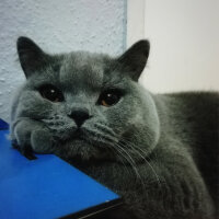 British Shorthair, Kedi  Felix fotoğrafı