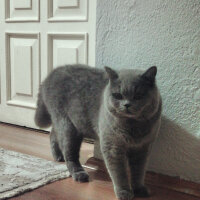 British Shorthair, Kedi  Felix fotoğrafı