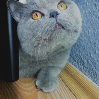 British Shorthair, Kedi  Felix fotoğrafı