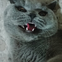 British Shorthair, Kedi  Felix fotoğrafı