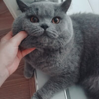 British Shorthair, Kedi  Felix fotoğrafı