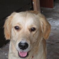 Golden Retriever, Köpek  Venüs fotoğrafı